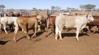 40 WOODHOUSE CROSSBRED WEANER STEERS HGP FREE  AV 2840KG CURFEWED [upl. by Recha434]