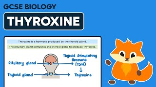 Thyroxine  GCSE Biology [upl. by Cirle866]