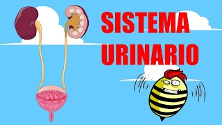 💦💧💛 SISTEMA URINARIO  Estructura y funcionamiento 💛💧💦 [upl. by Nessah]