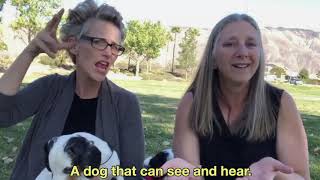 Seek the World ProTactile  Communicate with DeafBlind Dogs [upl. by Emilia]