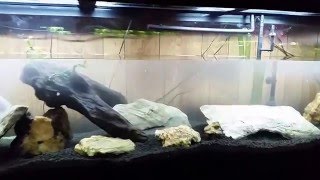 850 gph Powerhead moving water in a 125 gallon tank [upl. by Sadie]