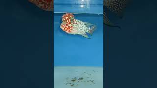 Awesome flowerhorn from Vasant BAFA 919036463063 trendingshorts viralshorts flowerhorn [upl. by Soo]