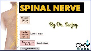 Spinal Nerves  For Regular MBBS students amp PG Aspirants [upl. by Kirkwood]