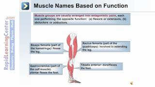 Axial and Appendicular Musculature  Muscle Terminology and Naming [upl. by Einuj]