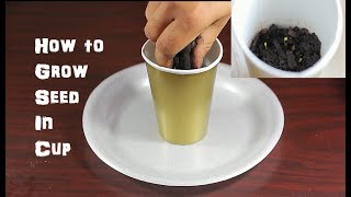 Grow A Seed In Cup ep 1 Garden Series [upl. by Elurd]