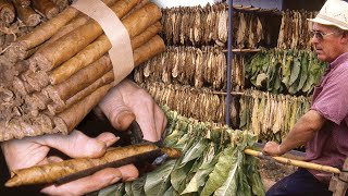 TABACO artesanal Cultivo y elaboración tradicional de caliqueños  Oficios Perdidos  Documental [upl. by Amik]