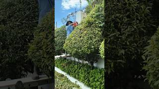 Trimmer cordless Electric Hedge [upl. by Bencion]