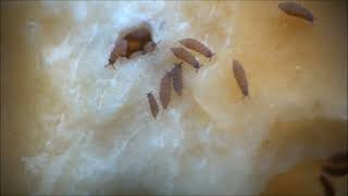 Mostly Springtails on Fly Agaric Mushrooms [upl. by Hirsh]