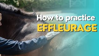 Effleurage Equine Massage Stroke [upl. by Atelahs]