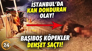 İstanbul’da Kan Donduran Olay Başıboş Köpekler Dehşet Saçtı Ağır Yaralanan Adam Can Verdi [upl. by Ayotl]