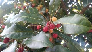 KAFAL tree and fruit bayberry of India and Nepal the thaat [upl. by Sirois188]