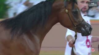 N 62 NOUF ALJUMAIL Al Shaqab International Arabian Horse Show 2024 Yearling Fillies Class 3A [upl. by Voorhis]