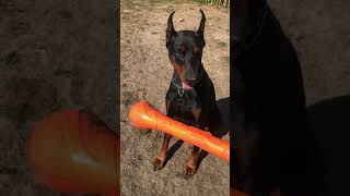 Doberman and his new Kong Toy [upl. by Nomi69]