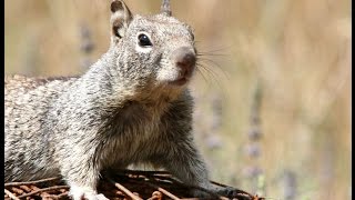 Controlling Ground Squirrels in Nut Orchards with Roger Baldwin [upl. by Nileek458]