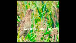 Batair ki awaz  batairhunting batairkashekarquail batairkiawaz madibatairbatairvoice [upl. by Assilev]