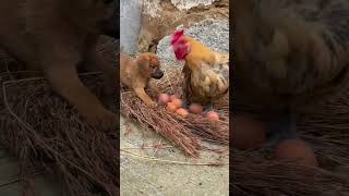 Dog steals eggs cutepet dog doglover [upl. by Furie43]