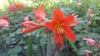 Hippeastrum petiolatum  Amarillis de campo  Flora argentina [upl. by Yesoj202]