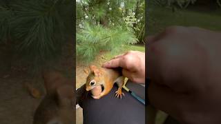 I pet a red squirrel a chipmunk and a gray squirrel in 20 seconds😯 squirrelwhisperer [upl. by Nannette]