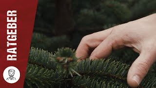 Welcher WeihnachtsBaum ist der Beste Wir testen für Dich [upl. by Vito900]