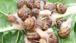 SNAIL FARMING IN AUSTRALIA  Freerange [upl. by Petronia]