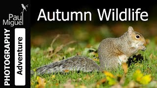 Autumn Wildlife UK [upl. by Ydarb340]