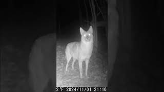 Coyotes Lanaudière coyotes coyote trailcamera trailscamera [upl. by Denman]