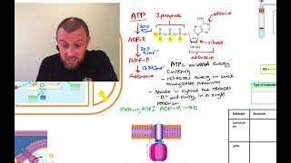 Respiration Mindmap OCR A Level Biology Module 57 [upl. by Allecsirp]