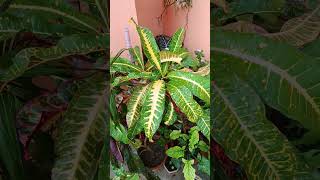 Beautiful Crotons crotonplant youtubeshorts garden nature plant indoorplant indoorplantlove [upl. by Tybalt679]