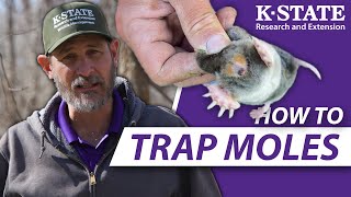 How YOU can trap moles successfully  KState Research and Extension Guides [upl. by Zetroc]