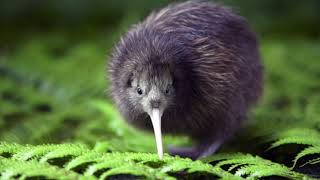 Le kiwi le plus célèbre oiseau de NouvelleZélande  documentaire animalier [upl. by Barbee34]