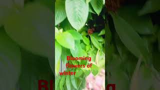 Blooming flowers of winter💚❤💚 assames love assamese songtrandingshort ytshortsshortsvideos [upl. by Burnard]