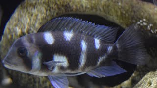 Night Star Frontosa  Frontosa Cichlid Breeding [upl. by Catto]