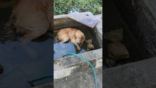 Golden Retriever His Favorite is Water subscribe dog dogvlogger vlog reels [upl. by Jez68]