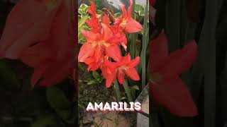 AMARILIS COMO CUIDAR PARA UMA FLORAÇÃO MELHOR shorts shortsvideo short flores plantas [upl. by Nitfa215]