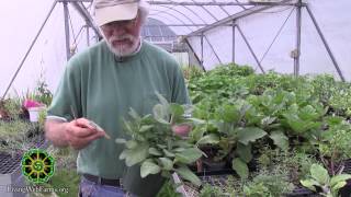 How To Propagate Plants with Cuttings [upl. by Gehman]