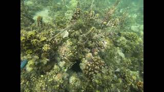 Quick Snorkel Kembali Samal Island Mindanao Philippines [upl. by Asilec]