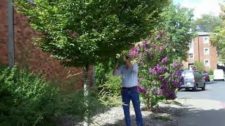 European hornbeam Carpinus betulus  Plant Identification [upl. by Sidwell377]