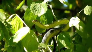 Dolichophis caspius III Haragos siklo  Sarpe rau  Caspian whip snake [upl. by Kolva]