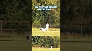 ABSPORTS CC V SEVENFIELDS CC DID THE FIELDERS GET IN EACH OTHERS WAY 🏏🏏🏏 ABSports1 [upl. by Derwon]