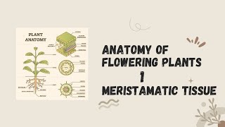 Anatomy of flowering plants Chapter 6Meristematic tissue [upl. by Molly]