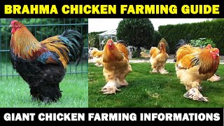 BRAHMA CHICKEN FARMING  Business Starting Plan For Beginners  Giant Chicken Farming [upl. by Leakim]