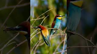 افضل صوت ورور مجرب ٢٠٢٣ best bee eater call sound [upl. by Bornstein452]