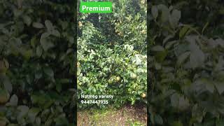 Premium nutmeg variety from Punnathanam nutmeg farm bestnutmegvariety viralfarming [upl. by Diad]