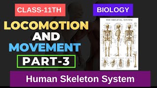 Locomotion and Movement CLASS 11TH BIOLOGY Human Skeleton System  PART3 NEETNCERT IMS ACADEMY [upl. by Grassi]