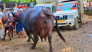 सितंबर के महीना में मौहरिया के पशु मंडी मे इस दाम में भैंस बिक रही हैं  Bhains ki Mandi  Buffalo [upl. by Metts]