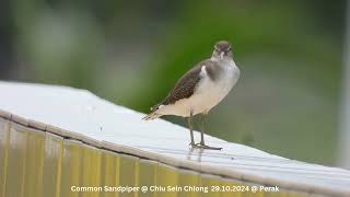 Common Sandpiper  Chiu S C DSCN2201 [upl. by Nyrehtak]