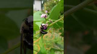 Pole bean pollinator in action 🐝🫛 gardening bees northcarolina raleigh beans apicultura [upl. by Darmit]