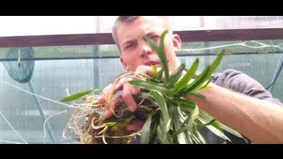 How to grow Cryptocoryne Spiralis Crypt Spiralis is an Easy beginner Crypt [upl. by Ahsen]