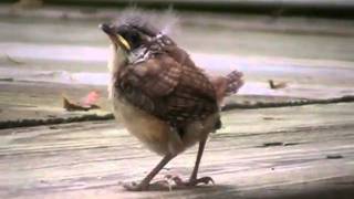 Bird Eggs Part 9  Carolina Wren  Babies 5  Leaving the nest [upl. by Sharlene]