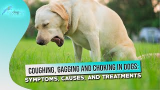 Coughing Gagging and Choking in Dogs Symptoms Causes and Treatments [upl. by Ahsiemal]